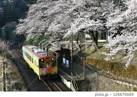 樽見鉄道　日当駅の桜と列車 126670089