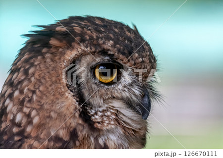 鮮やかな黄色の虹彩を持つアフリカワシミミズクの目線 126670111