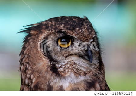 鮮やかな黄色の虹彩を持つアフリカワシミミズクの目線 126670114