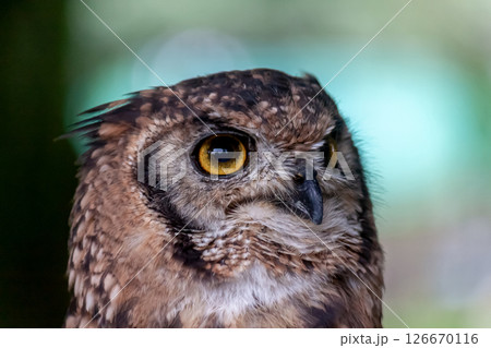 鮮やかな黄色の虹彩を持つアフリカワシミミズクの目線 126670116