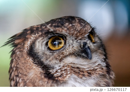 鮮やかな黄色の虹彩を持つアフリカワシミミズクの目線 126670117