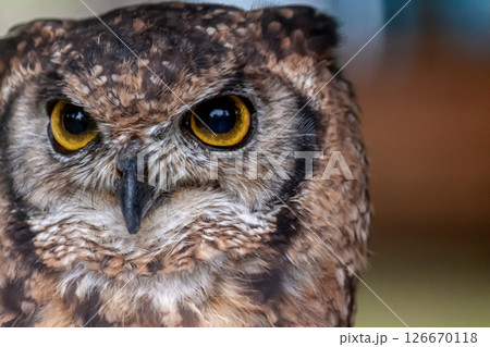 鮮やかな黄色の虹彩を持つアフリカワシミミズクの目線 126670118