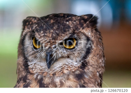 鮮やかな黄色の虹彩を持つアフリカワシミミズクの目線 126670120