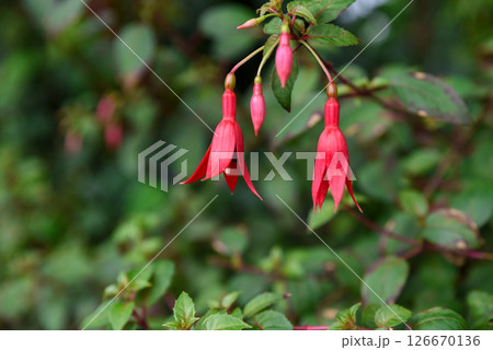 Fuchsia magellanica with striking pink and purple flowers, a hardy ornamental species in the Onagraceae family, grown in temperate gardens. 126670136