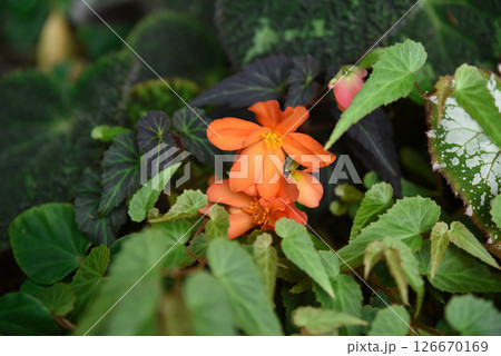Orange Begonia Pendula in bloom, cascading petals captured in closeup. A vibrant ornamental flower from the Begoniaceae family. 126670169