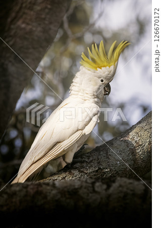 Sulphur-crested cockatoo 126670172