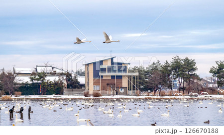 【新潟県瓢湖:渡り鳥】越冬地で力強く飛ぶ白鳥 【新潟県瓢湖:渡り鳥】越冬地で力強く飛ぶ白鳥 126670188