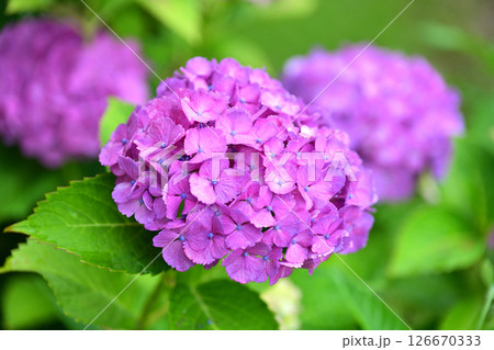 アジサイ　(雨粒付き　梅雨のイメージ等に最適) 126670333