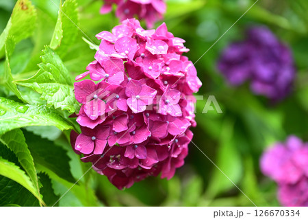 アジサイ　(雨粒付き　梅雨のイメージ等に最適) 126670334