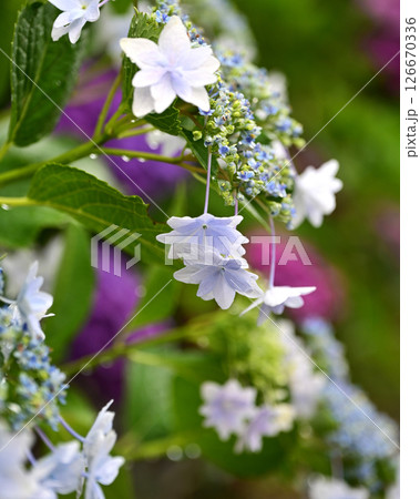 アジサイ　(雨粒付き　梅雨のイメージ等に最適) 126670336
