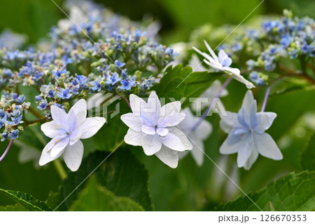 アジサイ　(雨粒付き　梅雨のイメージ等に最適) 126670353