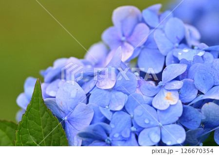 アジサイ (雨粒付き 梅雨のイメージ等に最適) アジサイ (雨粒付き 梅雨のイメージ等に最適) 126670354