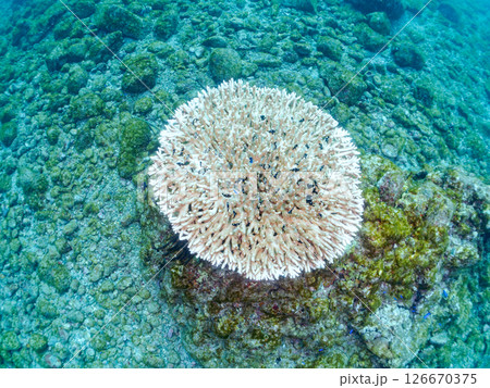 白化現象の美しいテーブルサンゴと可愛いナンヨウハギの幼魚他ヒリゾ浜中木南伊豆町伊豆半島静岡県2024 白化現象の美しいテーブルサンゴと可愛いナンヨウハギの幼魚他ヒリゾ浜中木南伊豆町伊豆半島静岡県2024 126670375