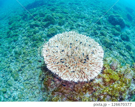 白化現象の美しいテーブルサンゴと可愛いナンヨウハギの幼魚他ヒリゾ浜中木南伊豆町伊豆半島静岡県2024 白化現象の美しいテーブルサンゴと可愛いナンヨウハギの幼魚他ヒリゾ浜中木南伊豆町伊豆半島静岡県2024 126670377