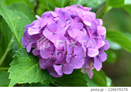 アジサイ　(雨粒付き　梅雨のイメージ等に最適) 126670378