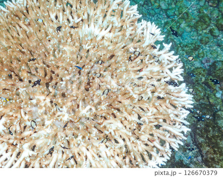 白化現象の美しいテーブルサンゴと可愛いナンヨウハギの幼魚他ヒリゾ浜中木南伊豆町伊豆半島静岡県2024 126670379