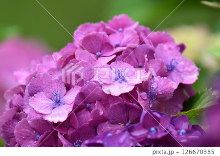 アジサイ　(雨粒付き　梅雨のイメージ等に最適) 126670385