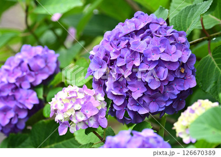 アジサイ　(雨粒付き　梅雨のイメージ等に最適) 126670389