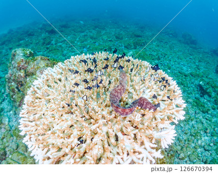 白化現象の美しいテーブルサンゴと可愛いナンヨウハギの幼魚他ヒリゾ浜中木南伊豆町伊豆半島静岡県2024 126670394