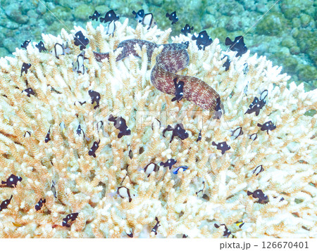 白化現象の美しいテーブルサンゴと可愛いナンヨウハギの幼魚他ヒリゾ浜中木南伊豆町伊豆半島静岡県2024 白化現象の美しいテーブルサンゴと可愛いナンヨウハギの幼魚他ヒリゾ浜中木南伊豆町伊豆半島静岡県2024 126670401