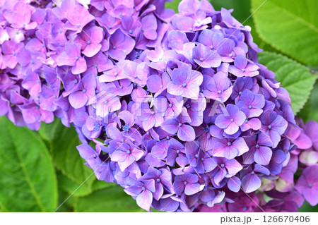 アジサイ　(雨粒付き　梅雨のイメージ等に最適) 126670406