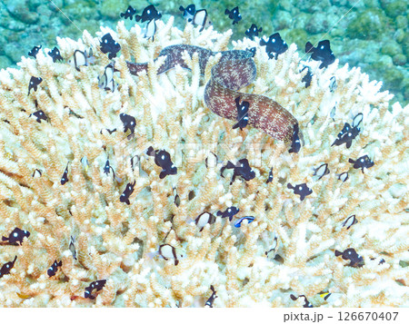 白化現象の美しいテーブルサンゴと可愛いナンヨウハギの幼魚他ヒリゾ浜中木南伊豆町伊豆半島静岡県2024 126670407