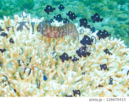 白化現象の美しいテーブルサンゴと可愛いナンヨウハギの幼魚他ヒリゾ浜中木南伊豆町伊豆半島静岡県2024 126670415