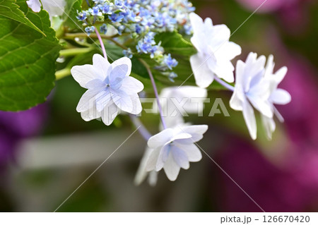 アジサイ (雨粒付き 梅雨のイメージ等に最適) アジサイ (雨粒付き 梅雨のイメージ等に最適) 126670420