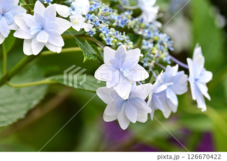 アジサイ　(雨粒付き　梅雨のイメージ等に最適) 126670422