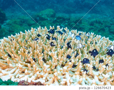 白化現象の美しいテーブルサンゴと可愛いナンヨウハギの幼魚他ヒリゾ浜中木南伊豆町伊豆半島静岡県2024 白化現象の美しいテーブルサンゴと可愛いナンヨウハギの幼魚他ヒリゾ浜中木南伊豆町伊豆半島静岡県2024 126670423