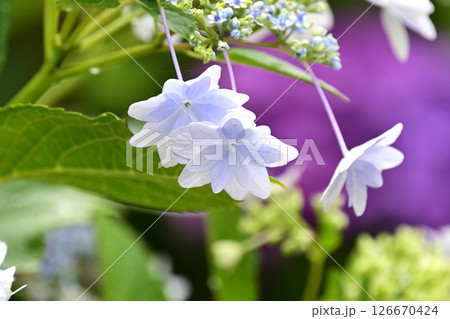 アジサイ　(雨粒付き　梅雨のイメージ等に最適) 126670424