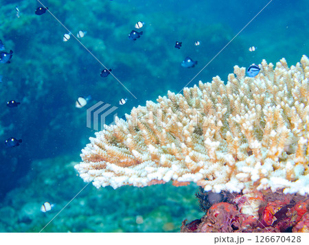 白化現象の美しいテーブルサンゴと可愛いナンヨウハギの幼魚他ヒリゾ浜中木南伊豆町伊豆半島静岡県2024 126670428