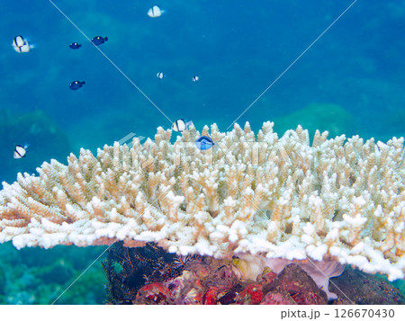 白化現象の美しいテーブルサンゴと可愛いナンヨウハギの幼魚他ヒリゾ浜中木南伊豆町伊豆半島静岡県2024 126670430