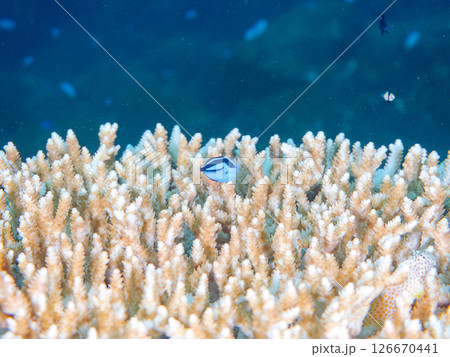 白化現象の美しいテーブルサンゴと可愛いナンヨウハギの幼魚他ヒリゾ浜中木南伊豆町伊豆半島静岡県2024 126670441