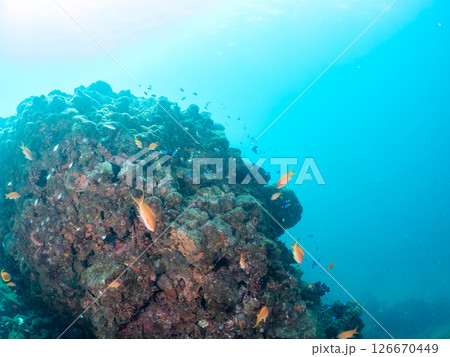 白化現象の美しいテーブルサンゴと可愛いナンヨウハギの幼魚他ヒリゾ浜中木南伊豆町伊豆半島静岡県2024 126670449