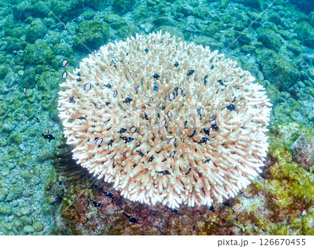 白化現象の美しいテーブルサンゴと可愛いナンヨウハギの幼魚他ヒリゾ浜中木南伊豆町伊豆半島静岡県2024 126670455