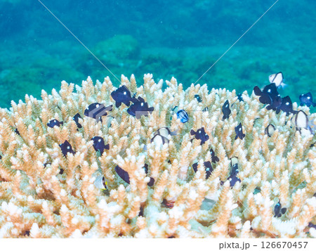 白化現象の美しいテーブルサンゴと可愛いナンヨウハギの幼魚他ヒリゾ浜中木南伊豆町伊豆半島静岡県2024 白化現象の美しいテーブルサンゴと可愛いナンヨウハギの幼魚他ヒリゾ浜中木南伊豆町伊豆半島静岡県2024 126670457
