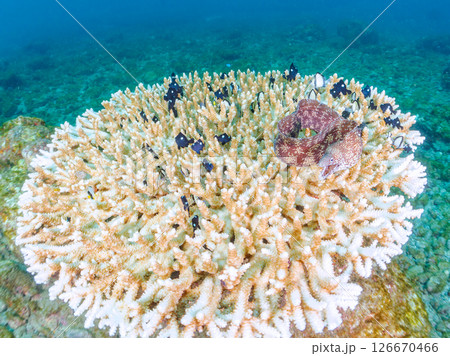 白化現象の美しいテーブルサンゴと可愛いナンヨウハギの幼魚他ヒリゾ浜中木南伊豆町伊豆半島静岡県2024 126670466