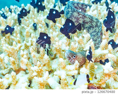 白化現象の美しいテーブルサンゴと可愛いナンヨウハギの幼魚他ヒリゾ浜中木南伊豆町伊豆半島静岡県2024 126670480