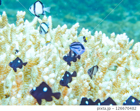 白化現象の美しいテーブルサンゴと可愛いナンヨウハギの幼魚他ヒリゾ浜中木南伊豆町伊豆半島静岡県2024 126670482