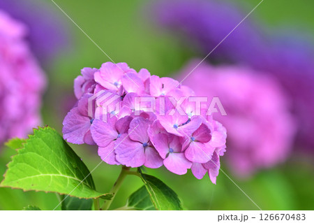 アジサイ　(雨粒付き　梅雨のイメージ等に最適) 126670483