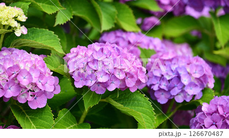 アジサイ　(雨粒付き　梅雨のイメージ等に最適) 126670487