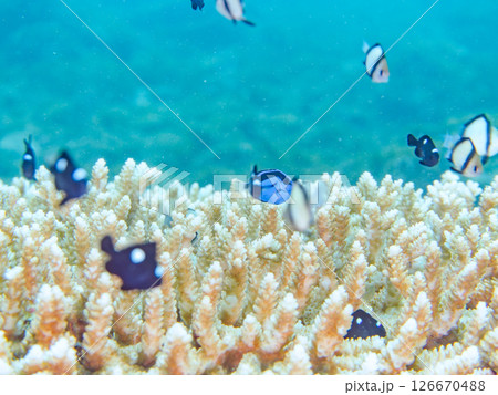 白化現象の美しいテーブルサンゴと可愛いナンヨウハギの幼魚他ヒリゾ浜中木南伊豆町伊豆半島静岡県2024 126670488