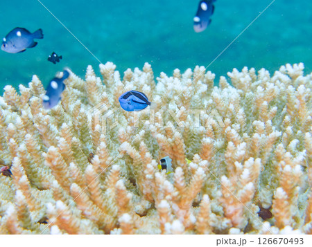 白化現象の美しいテーブルサンゴと可愛いナンヨウハギの幼魚他ヒリゾ浜中木南伊豆町伊豆半島静岡県2024 白化現象の美しいテーブルサンゴと可愛いナンヨウハギの幼魚他ヒリゾ浜中木南伊豆町伊豆半島静岡県2024 126670493