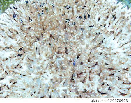 白化現象の美しいテーブルサンゴと可愛いナンヨウハギの幼魚他ヒリゾ浜中木南伊豆町伊豆半島静岡県2024 白化現象の美しいテーブルサンゴと可愛いナンヨウハギの幼魚他ヒリゾ浜中木南伊豆町伊豆半島静岡県2024 126670498