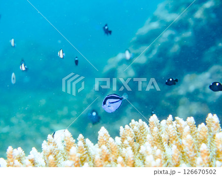 白化現象の美しいテーブルサンゴと可愛いナンヨウハギの幼魚他ヒリゾ浜中木南伊豆町伊豆半島静岡県2024 126670502