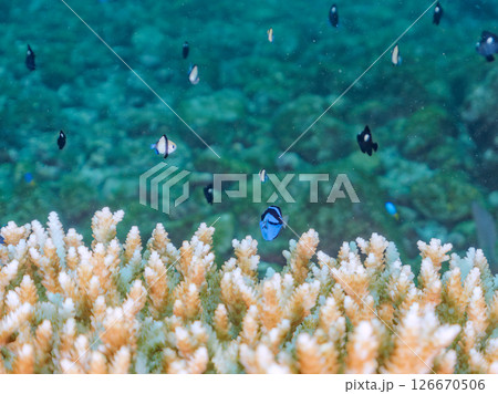 白化現象の美しいテーブルサンゴと可愛いナンヨウハギの幼魚他ヒリゾ浜中木南伊豆町伊豆半島静岡県2024 126670506