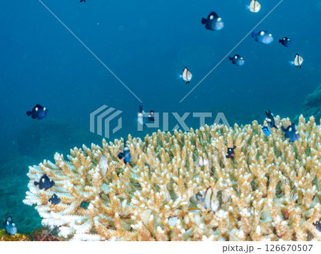 白化現象の美しいテーブルサンゴと可愛いナンヨウハギの幼魚他ヒリゾ浜中木南伊豆町伊豆半島静岡県2024 126670507