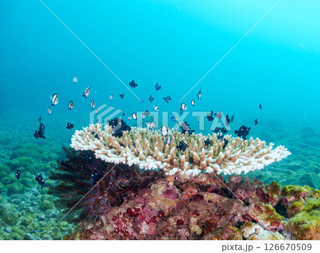 白化現象の美しいテーブルサンゴと可愛いナンヨウハギの幼魚他ヒリゾ浜中木南伊豆町伊豆半島静岡県2024 126670509