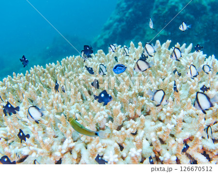 白化現象の美しいテーブルサンゴと可愛いナンヨウハギの幼魚他ヒリゾ浜中木南伊豆町伊豆半島静岡県2024 126670512